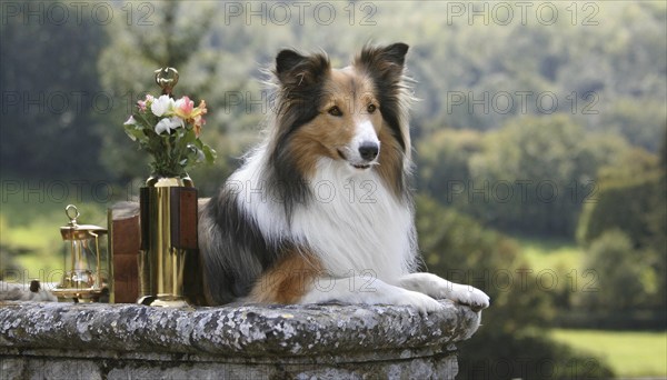 Pets, dog, collie, puppy, AI-generated, AI generated