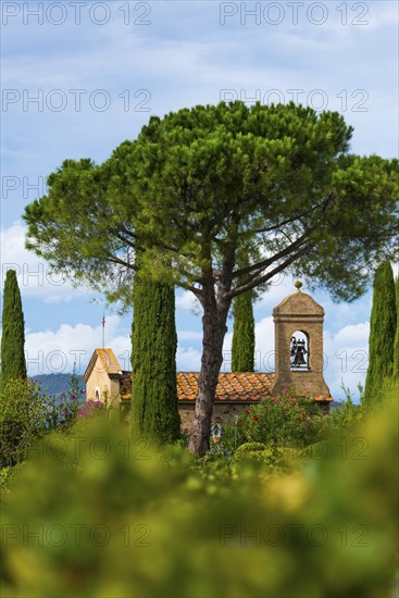 Viticulture, agriculture, agribusiness, winegrower, wine, plantation, Suvereto, Tuscany, Italy,