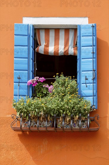 Open window with blue shutters and blooming flower box on an orange-coloured wall, Burano, Venice,