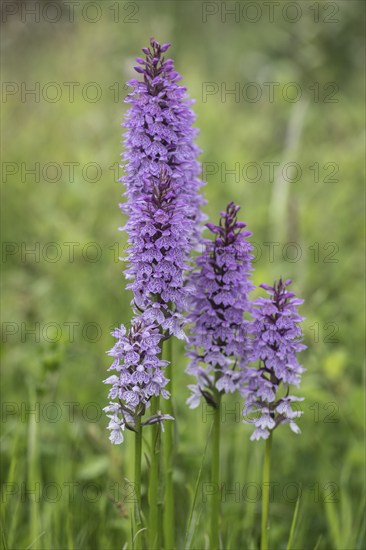 Southern marsh orchid (Dactylorhiza praetermissa), Emsland, Lower Saxony, Germany, Europe