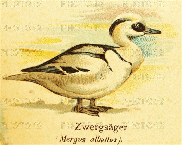 Smew (Mergus albellus) World of birds, historical illustration 1890