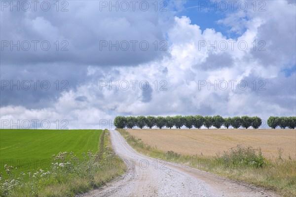 Country road, dirt road and row of white willows (Salix alba) trees along wheat field on a cloudy