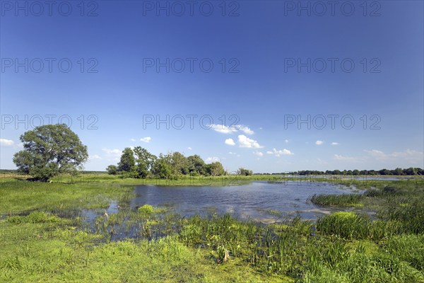 Tributary stream of the river Oder at Oderbruch, moorland landscape near Oderberg, Brandenburg in