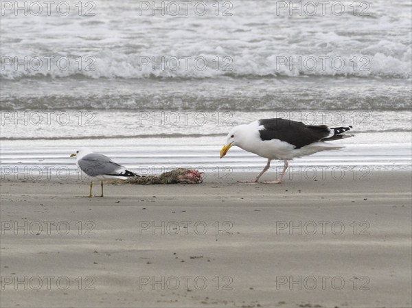 Great Black-backed Gull (Larus marinus) and Common Gull (Larus canus), scavanging upon carcass