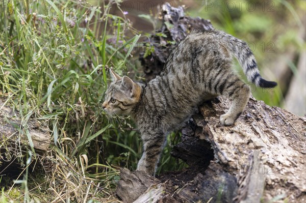 A kitten balances curiously on a fallen tree trunk in the forest, wildcat (Felis silvestris),