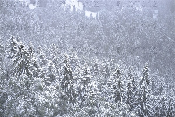 Winter onset, mountains, trees, snow-covered, snowfall, panorama, forest, view from above,