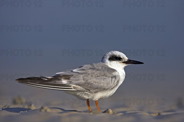 Forster's tern (Sterna forsteri), Ft. De Soto Park, St. Petersburg, Florida, USA, North America