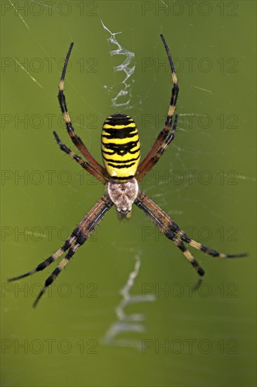 Wasp spider, zebra spider, tiger spider, wasp spider (Argiope bruennichi), Alzey-Worms district,