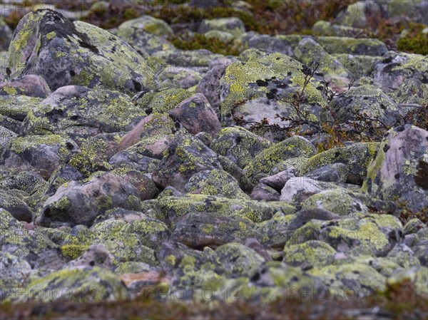 Boulders and stones, forming ancient, tidal shoreline, covered in lichen, Varanger National Park,