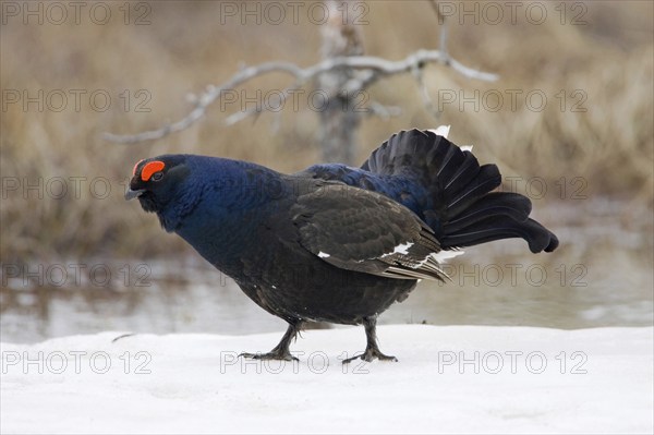 Scandinavia, Sweden, Black grouse in winter (Tetrao tetrix), Vesterberget, Hamra, Sweden, Europe