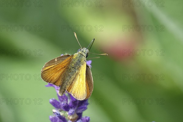 Large skipper (Ochlodes venatus), collecting nectar from a flower of Common lavender (Lavandula