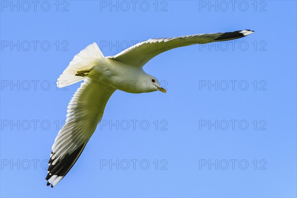 Common Gull, Larus canus, bird in flight