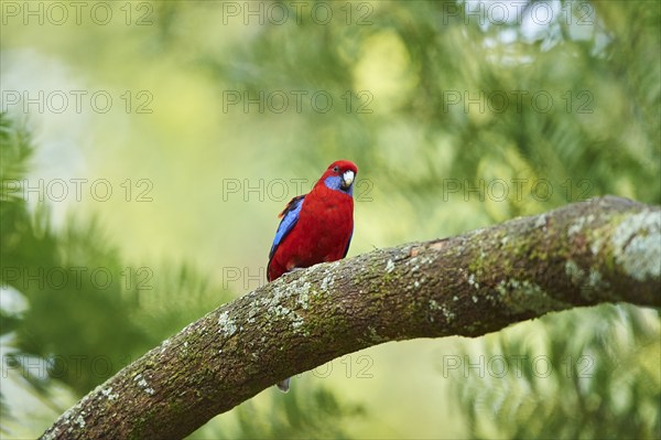 Close-up of a Crimson rosella (Platycercus elegans) wildlife in Australia