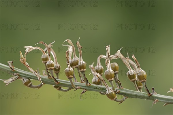 Asphodelus ramosus (Asphodelus ramosus), fruit clusters, Provence, France, Europe