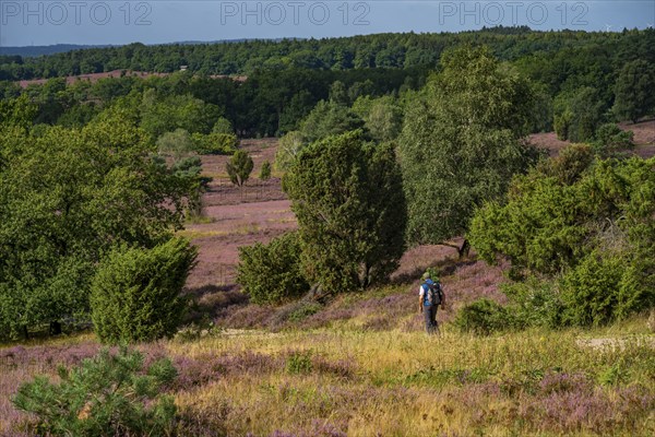 Flowering heath, heather and juniper bushes, near Wilseder Berg, in the Lüneburg Heath nature