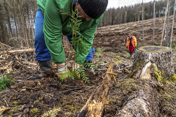 Reforestation in the Arnsberg Forest near Warstein-Sichtigvor, Soest district, forestry workers