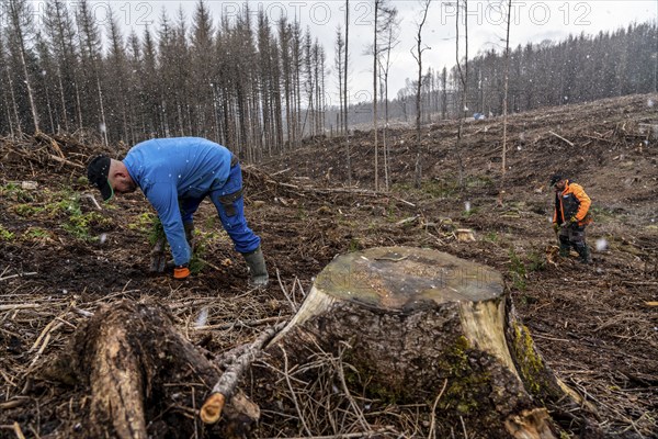 Reforestation in the Arnsberg Forest near Warstein-Sichtigvor, Soest district, forestry workers