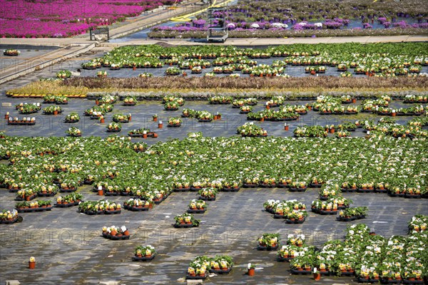 Nursery, plant breeding, ornamental plants grow in flower pots, outdoors, Düsseldorf-Volmerswerth,
