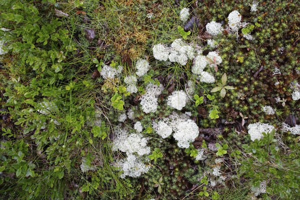 Reindeer lichen (Cladonia rangiferina), patches, mosses, nature photograph, Tynset, Innlandet,