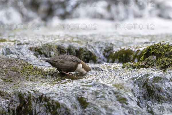 White-throated Dipper (Cinclus cinclus), foraging in a torrent by diving underwater,