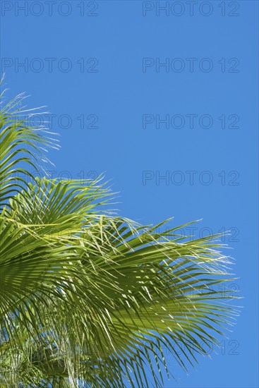 Green palm leaves against a clear blue sky on a sunny day, sunlit palm leaves in fan shape, mexican