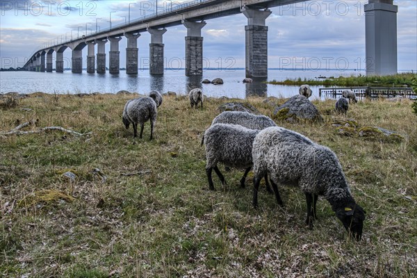 Sheep grazing under the Öland Bridge (Ölandsbron) in the evening light, Kalmar, Kalmar län, Sweden,