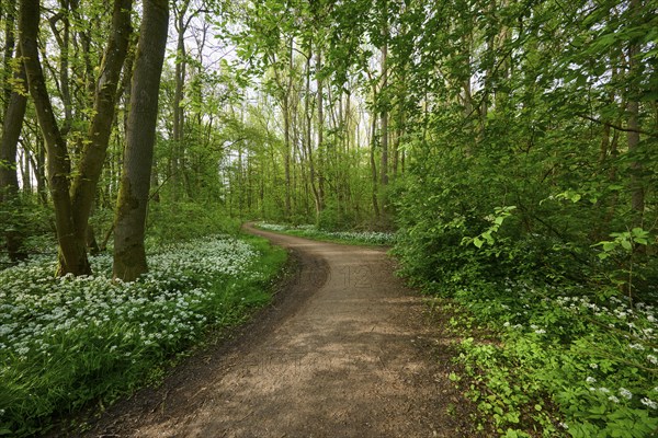 A quiet forest path surrounded by green trees and blooming flowers on a sunny spring day,