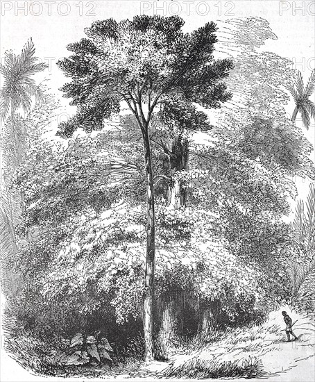 Historical, digitally restored reproduction from a 19th century original, record date not stated,