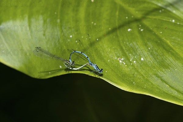 Common blue damselfly (Enallagma cyathigerum) two adult insects mating on a garden Lily leaf,