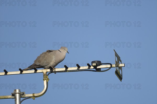 Collard dove (Streptopelia decaocto) adult bird sleeping on an urban television aerial, Suffolk,