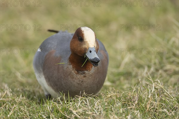 Eurasian wigeon duck (Mareca penelope) adult male bird feeding on grass, Lincolnshire, England,