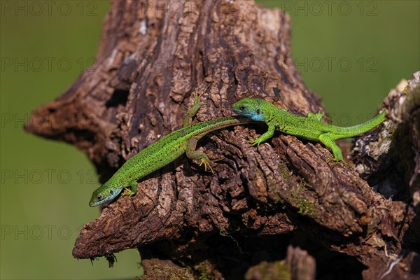 European green lizard (Lacerta viridis), Tiszaalp-r, Kiskuns-gi National Park, B-cs-Kiskun,