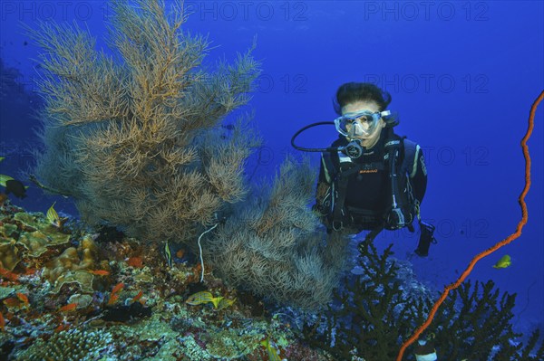 Diver Diver looking at Black coral (Myriopathes myriophylla) Dried coral, Horn coral, Pacific