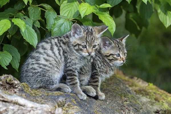 Two young striped kittens sitting on a tree stump in the forest, wildcat (Felis silvestris),