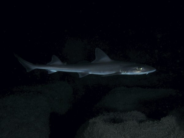 A Common smooth-hound (Mustelus mustelus) swims in the darkness of the sea. Dive site Playa, Los