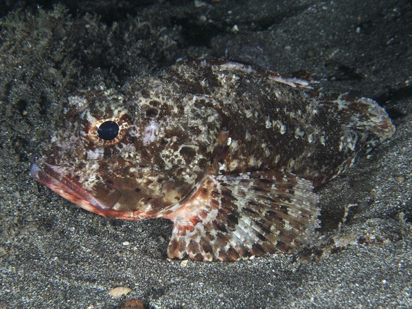 A Black scorpionfish (Scorpaena porcus) lies on lava sand at night. Dive site Playa, Los