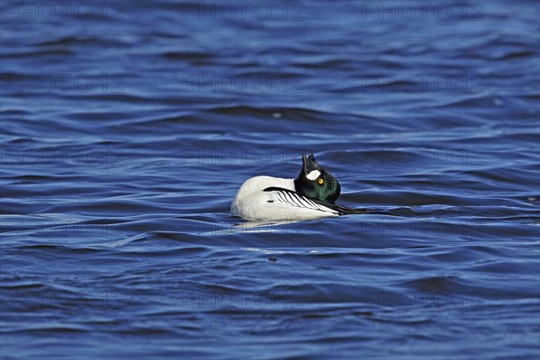 Common goldeneye (Bucephala clangula) male during courtship, Central Sweden, Sweden, Scandinavia,