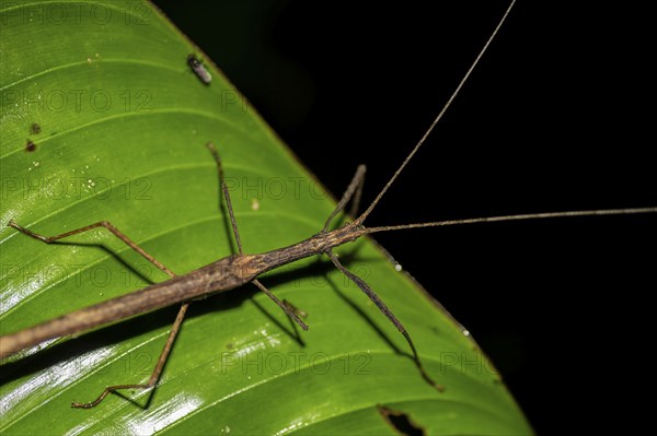 Stick insect (Phasmatodea) sitting on a leaf, at night in the tropical rainforest, Refugio Nacional