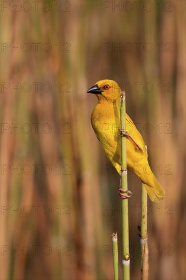 Eastern golden weaver (Ploceus subaureus), adult, male, auto-waiting, alert, preparing nest, Saint