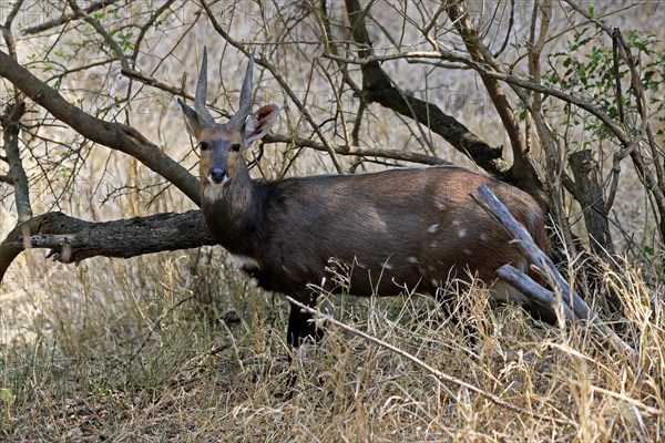 Cape bushbuck (Tragelaphus sylvaticus), adult, male, alert, foraging, Kruger National Park, Kruger