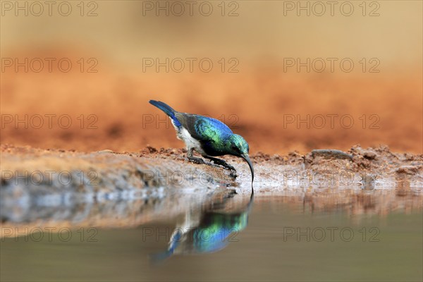 White-bellied Sunbird (Cinnyris talatala), adult, male, at the water, drinking, Kruger National