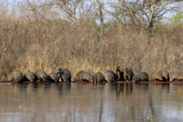 Zebra mongoose (Mungos mungo), adult, group, at the water, drinking, Kruger National Park, Kruger