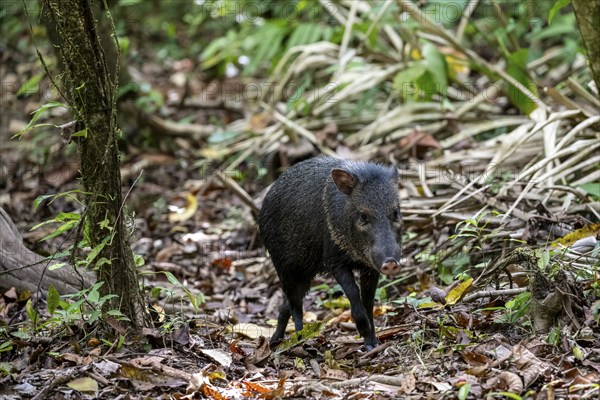 Collared peccary (Pecari tajacu) foraging in the rainforest, Corcovado National Park, Osa,