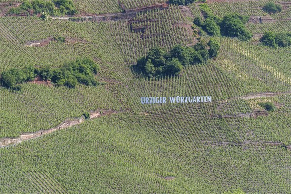 Ürziger Würzgarten vineyard, Ürzig, Moselle, Rhineland-Palatinate, Germany, Europe