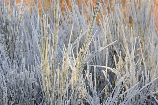 Broom (Genista), bushes with hoar frost, Arnsberg Forest nature park Park, North Rhine-Westphalia,