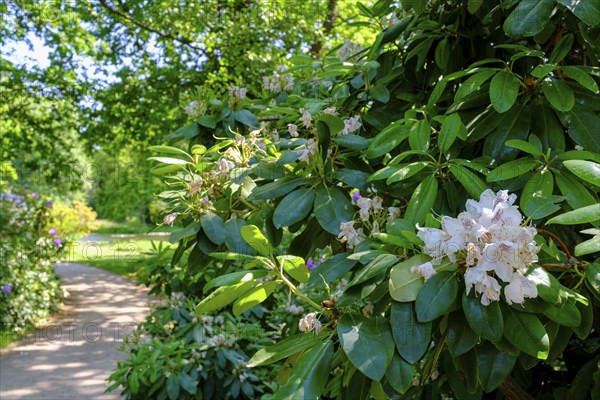 Rhododendron, Dessau-Wörlitz Garden Kingdom, Wörlitz Park, UNESCO World Heritage Garden Kingdom of
