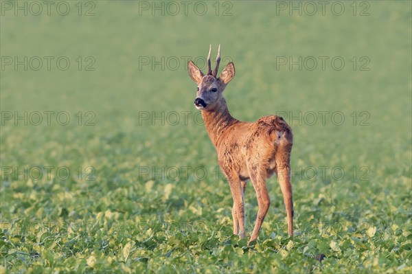 European roe deer (Capreolus capreolus), roebuck standing in a field after the rutting season,
