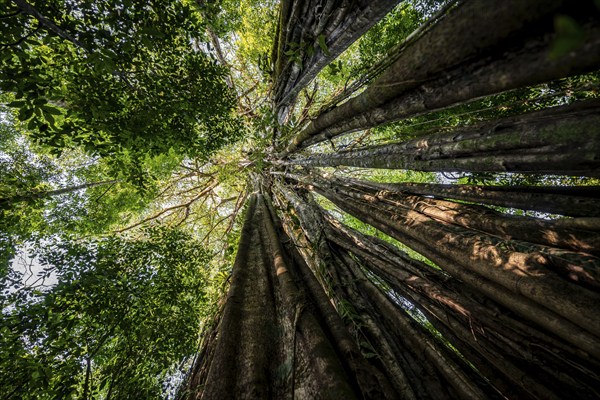 Hanging roots of a giant strangler fig (Ficus americana), looking upwards, in the rainforest,