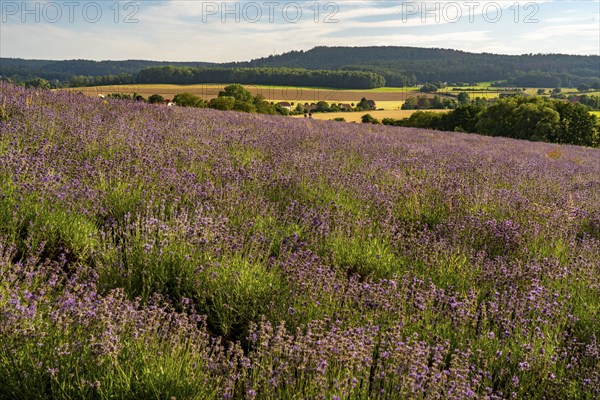 Lavender fields in East Westphalia Lippe, OWL, near the village of Fromhausen, near Detmold, the