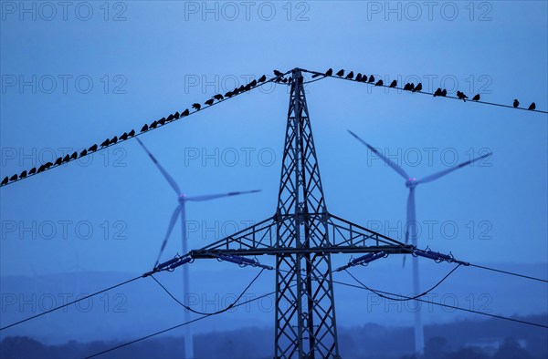 Many birds, rooks, sitting on a high-voltage power line after sunset, wind power plants, Hamm,